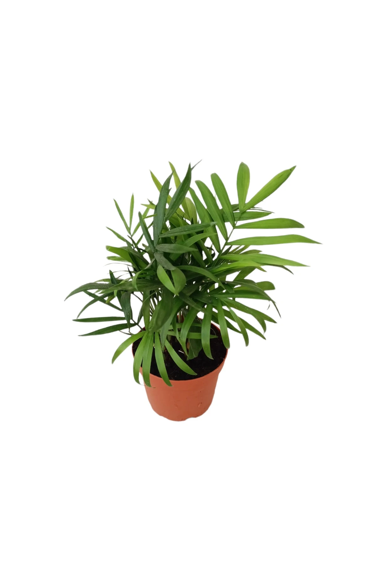 Chamaedorea Elegans (Şamadora - Dağ Palmiyesi) 20-30 cm