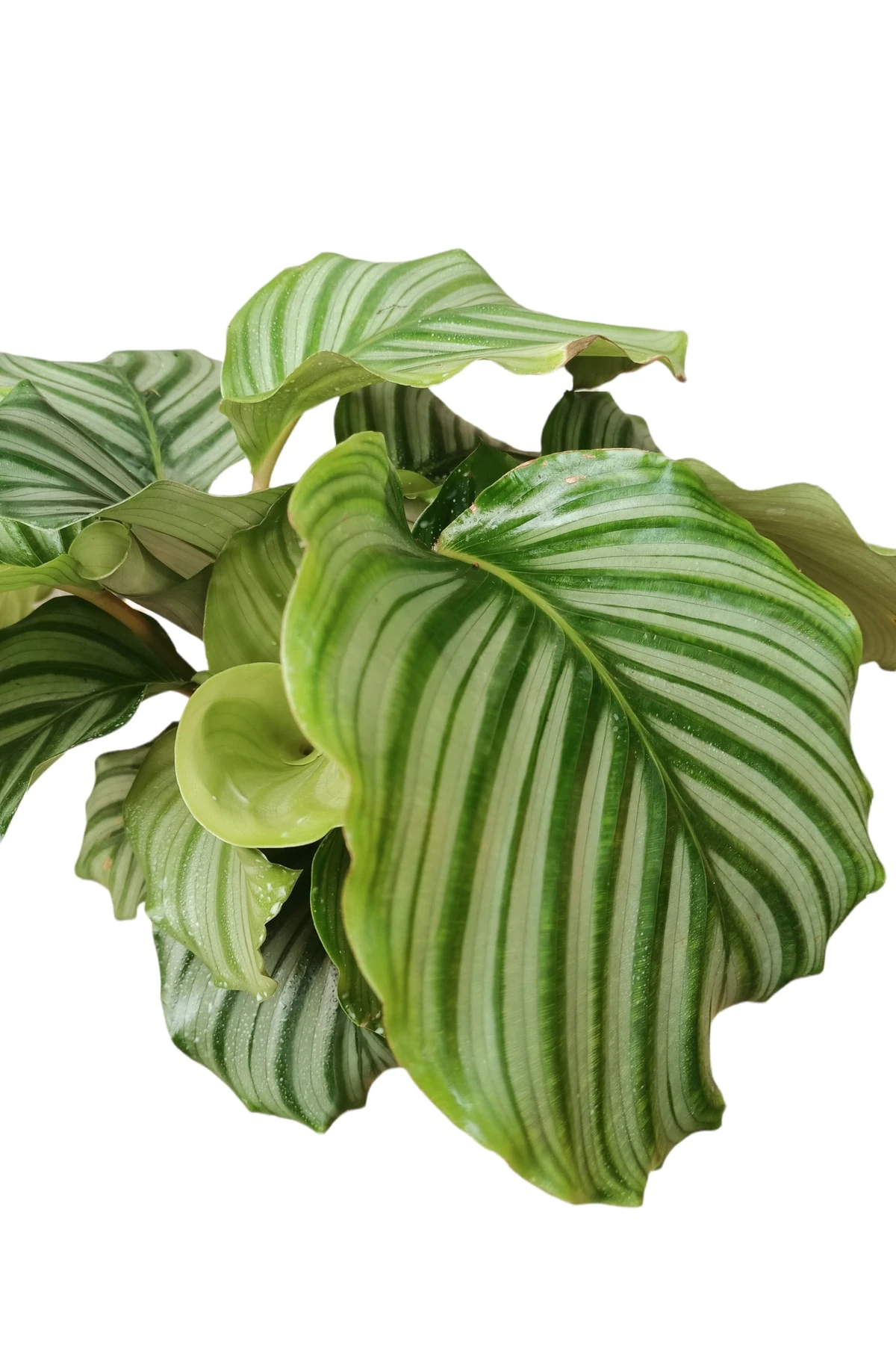 Calathea Orbifolia (Kalatya Orbifolia-Dua Çiçeği) 40-50 cm