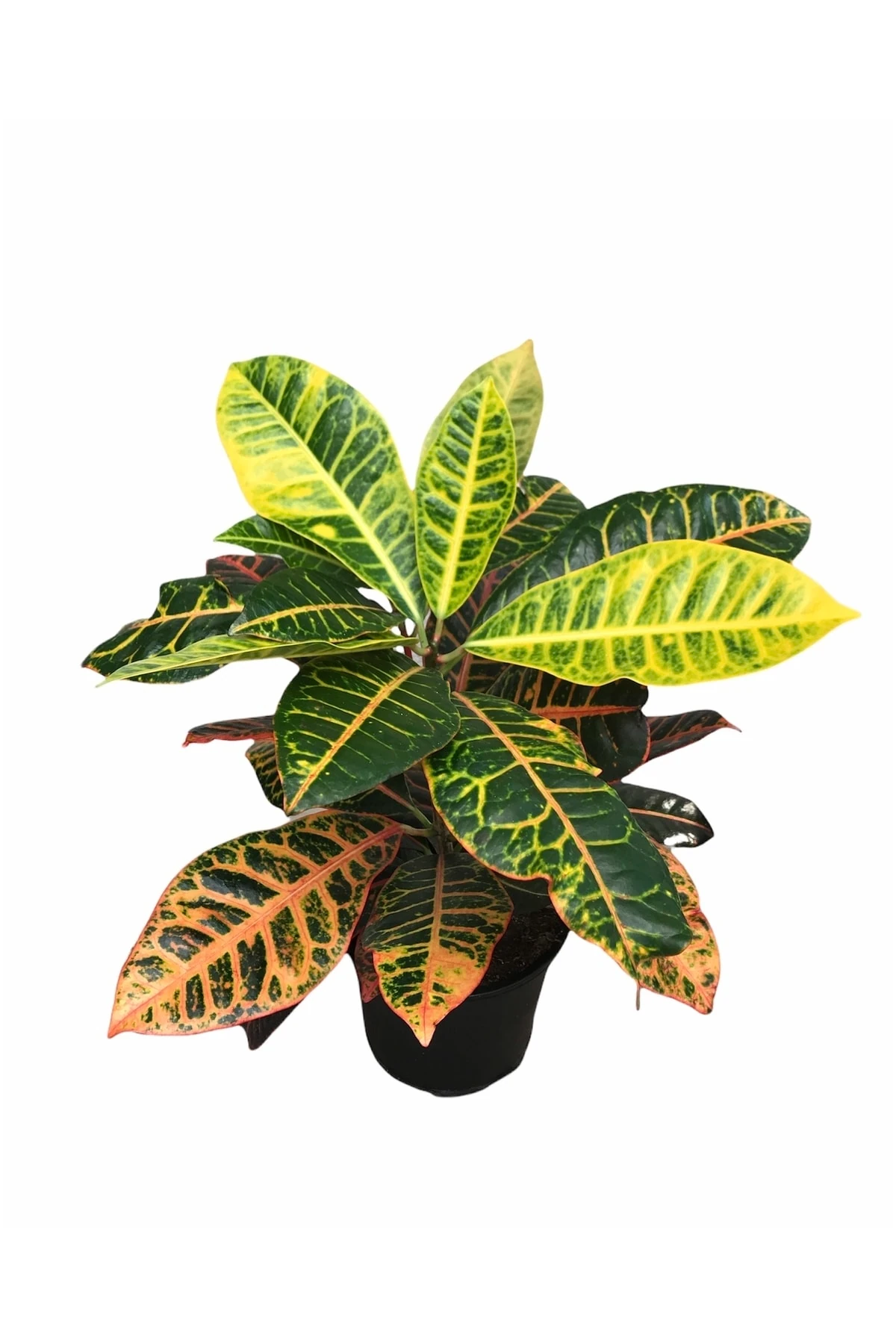 Craton Excellent (Kraton ) 40-50 Cm