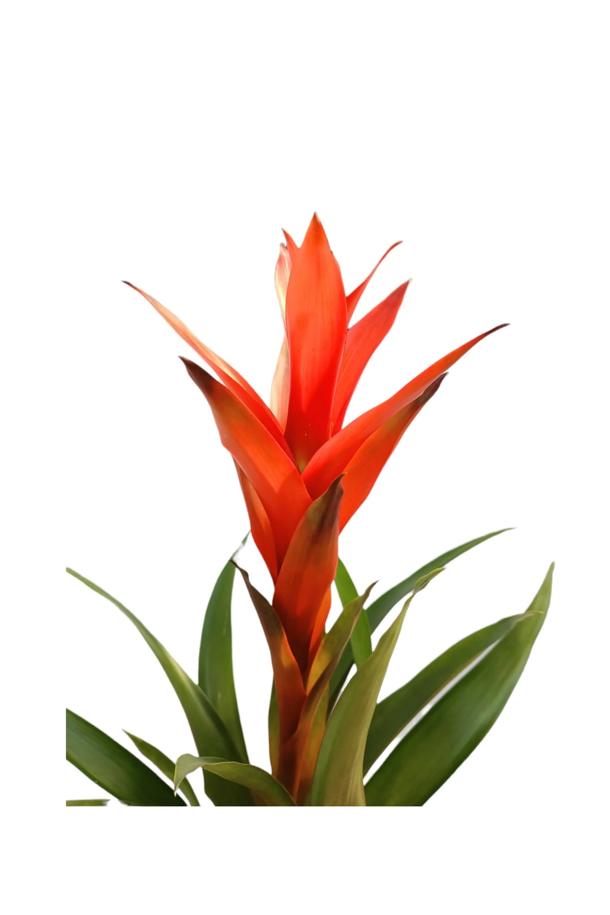 Guzmania Kırmızı (Guzmanya) 50-60 CM