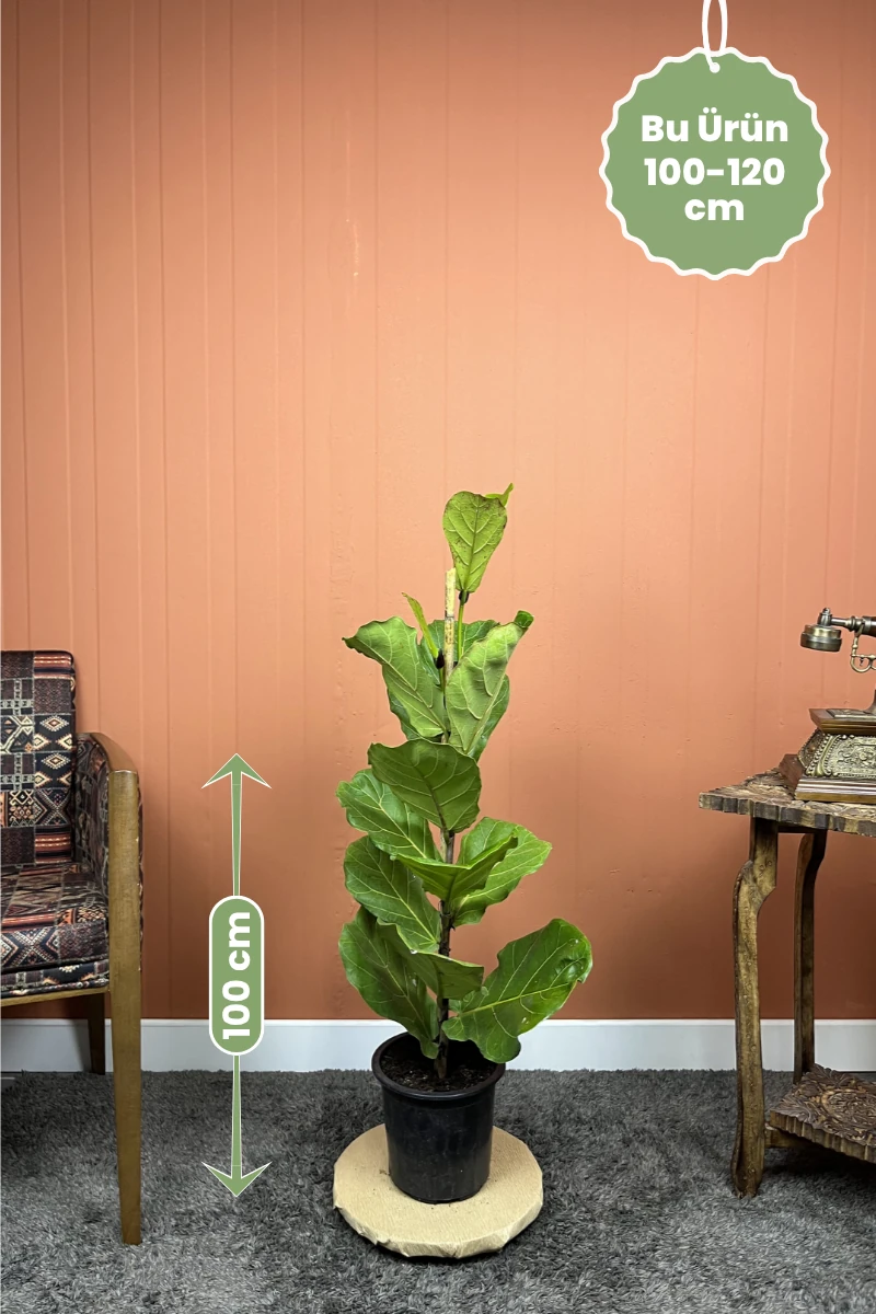 Ficus lyrata Keman Yapraklı Kauçuk ürünü