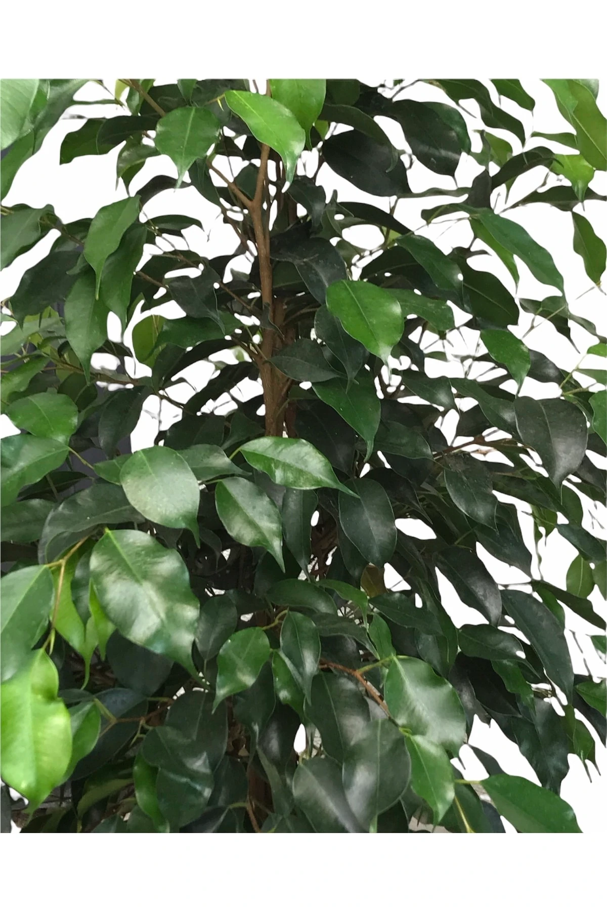 Ficus Benjamin 105 cm