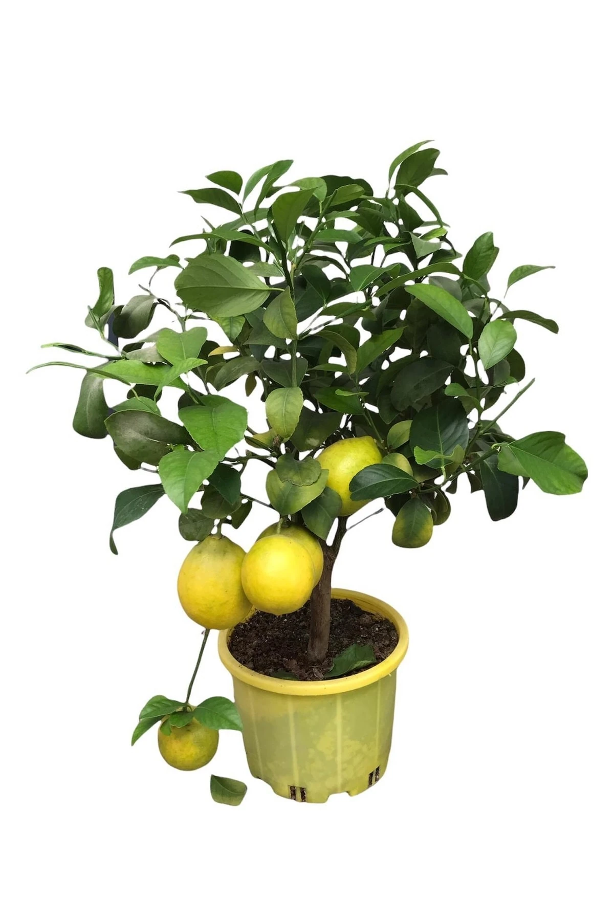 Limon Ağacı Saksılı Bodur Yediveren 3lt