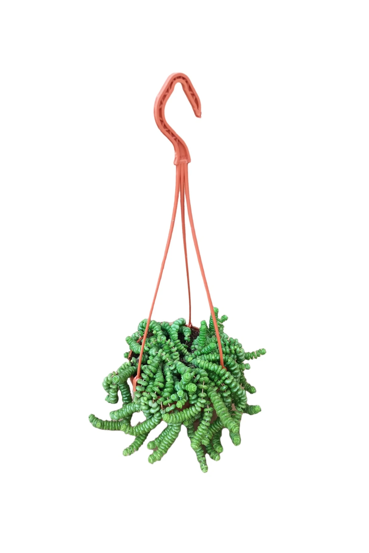 Kedi Merdiveni Sukulent Askılı (Crassula Marnieriana)