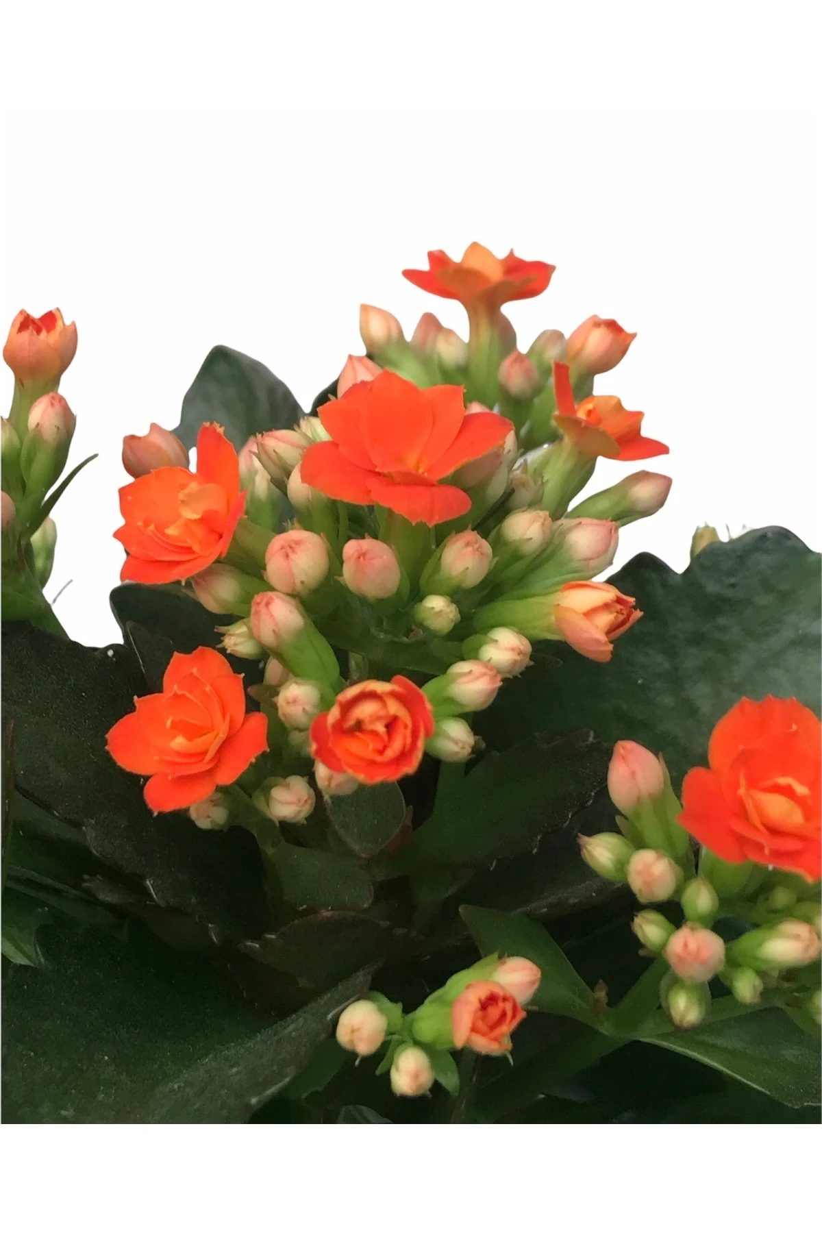 Kalanchoe Turuncu (Kalanşo) 