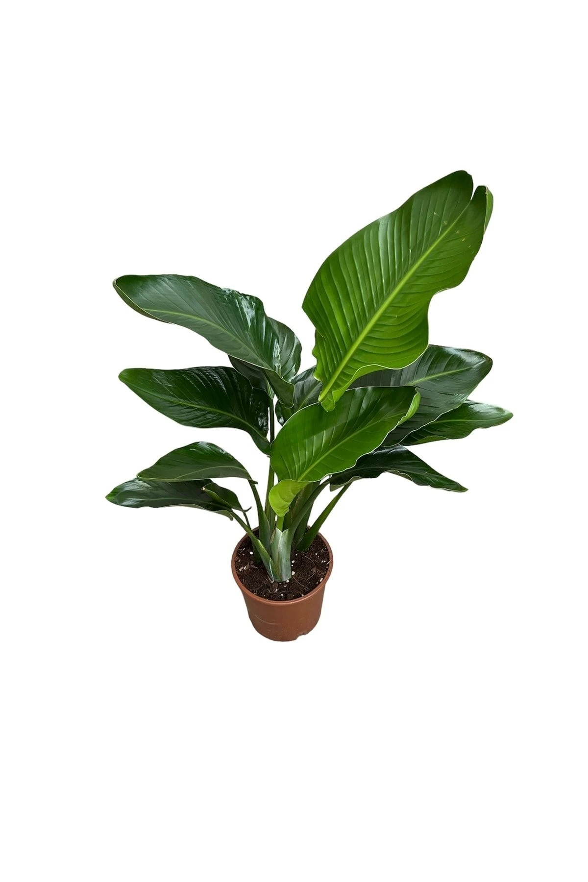 Starliçe Cennet Kuşu 3 Köklü 70-100 Cm