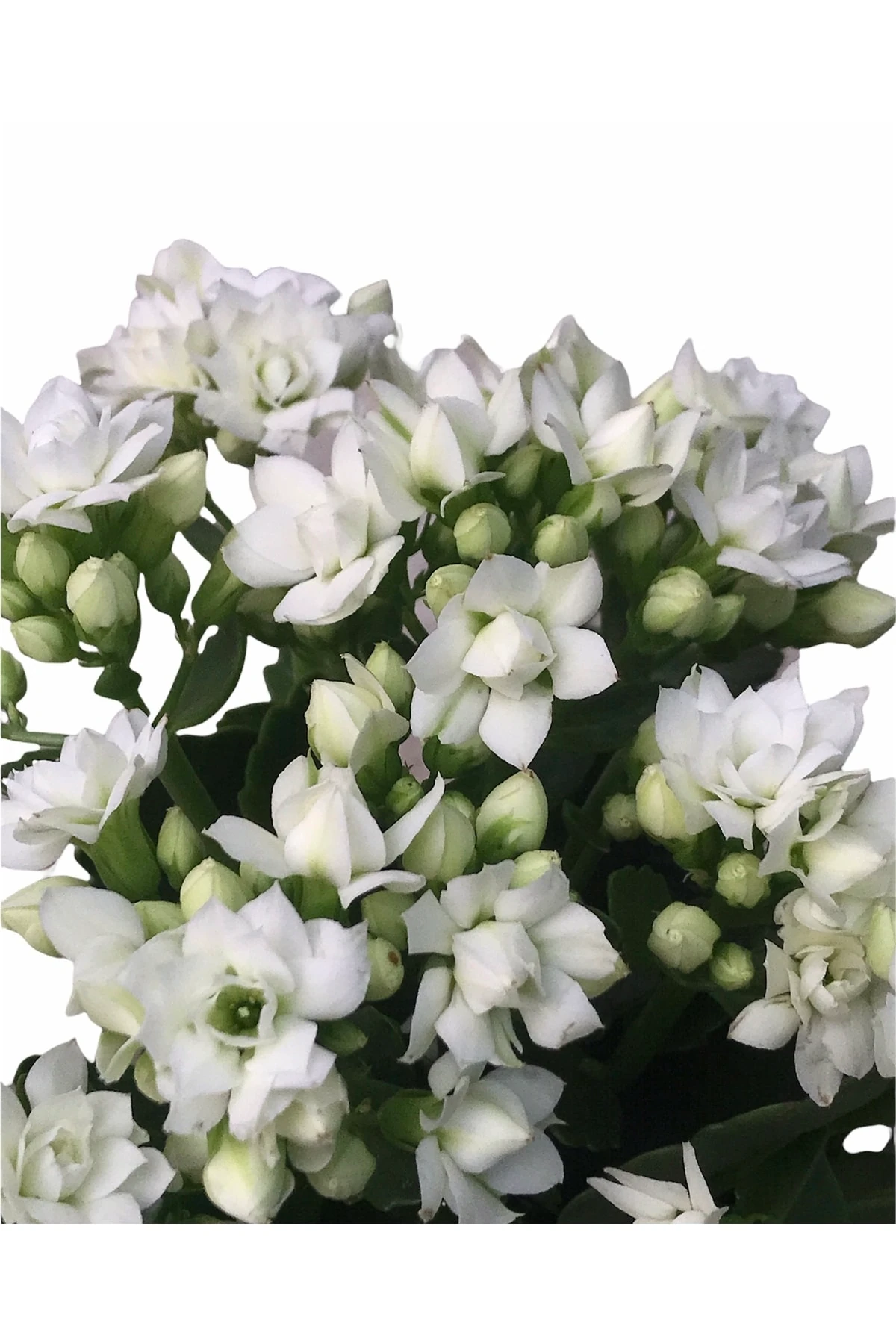 Kalanchoe Beyaz (Kalanşo)