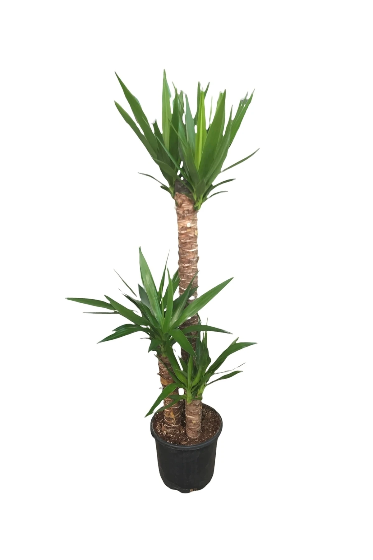 Yucca 3'lü (Yuka-Avize Çiçeği) 120-140 Cm