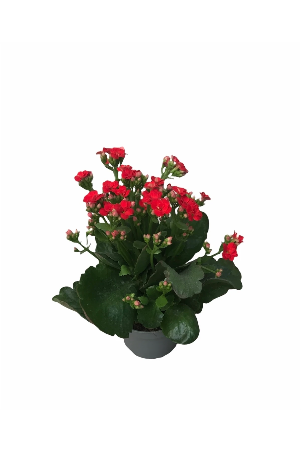 Kalanchoe Kırmızı (Kalanşo) 