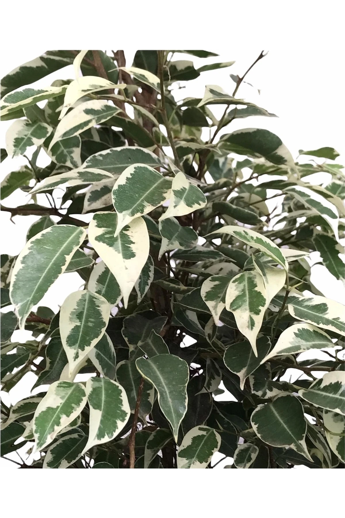 Ficus Benjamin Starlight 105 Cm