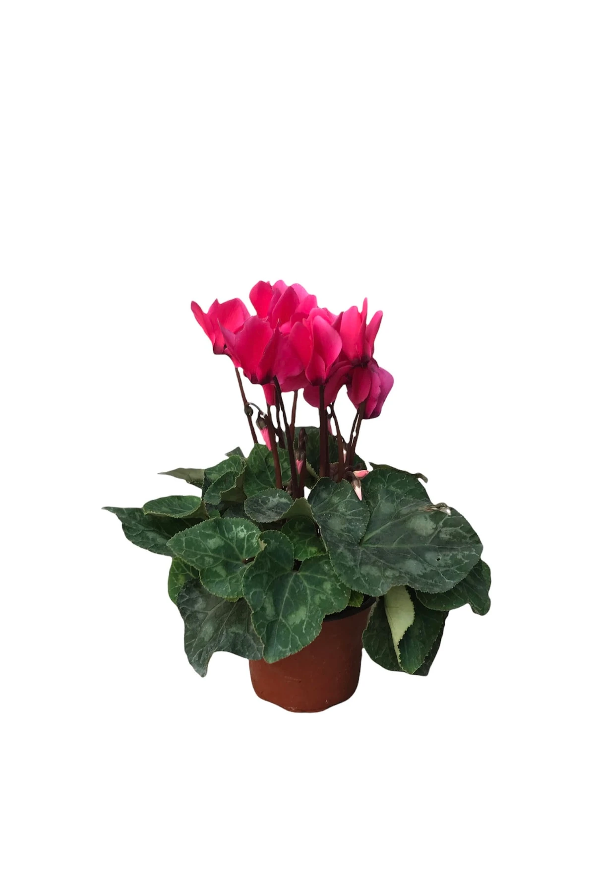Cyclamen (sıklamen) Çiçeği Pembe