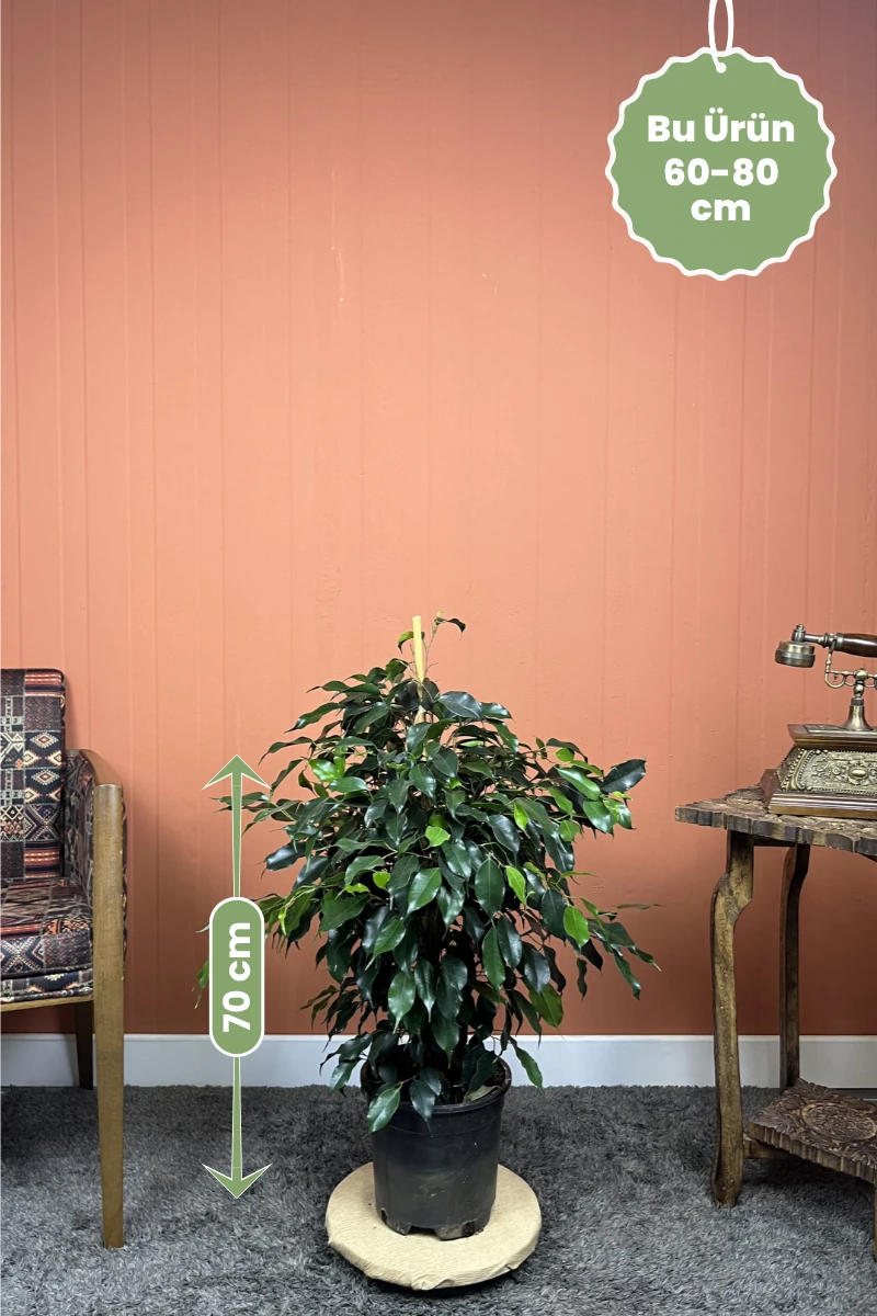 Benjamin Ficus benjamina ürün formu