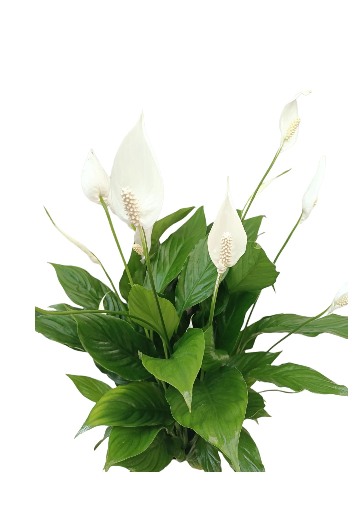 Spathiphyllum Çiçeği (Spatifilyum-Barış-Yelken) 