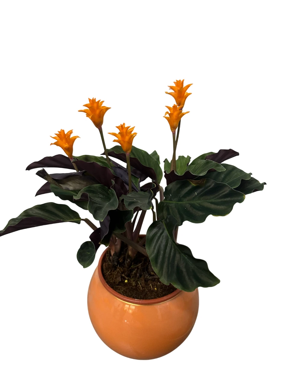 Calathea Crocata (Dua Çiçeği)