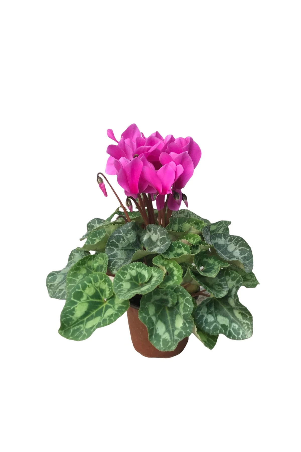 Cyclamen Mor (Sıklamen) 