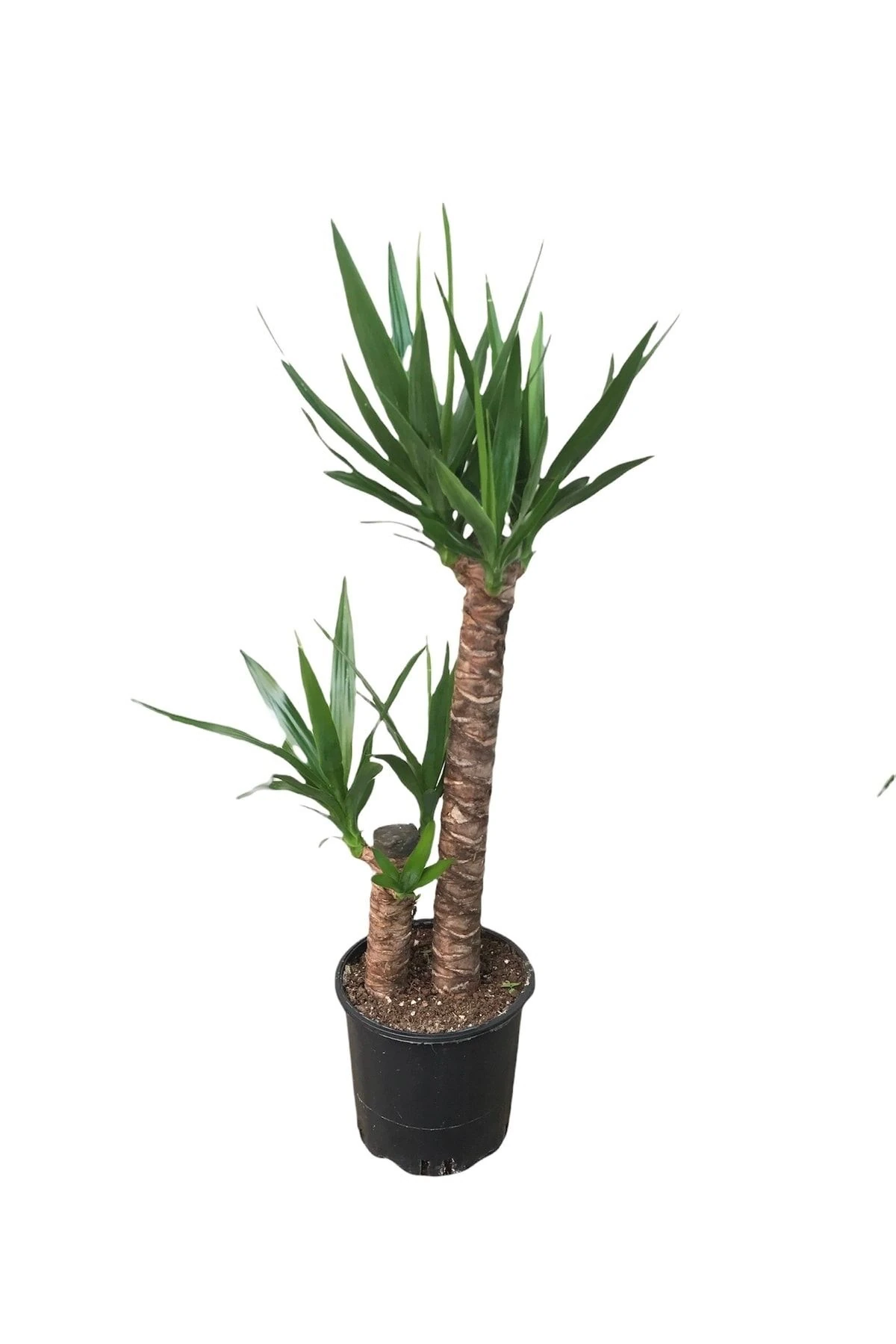 Yucca 2'li (Yuka-Avize Çiçeği) 