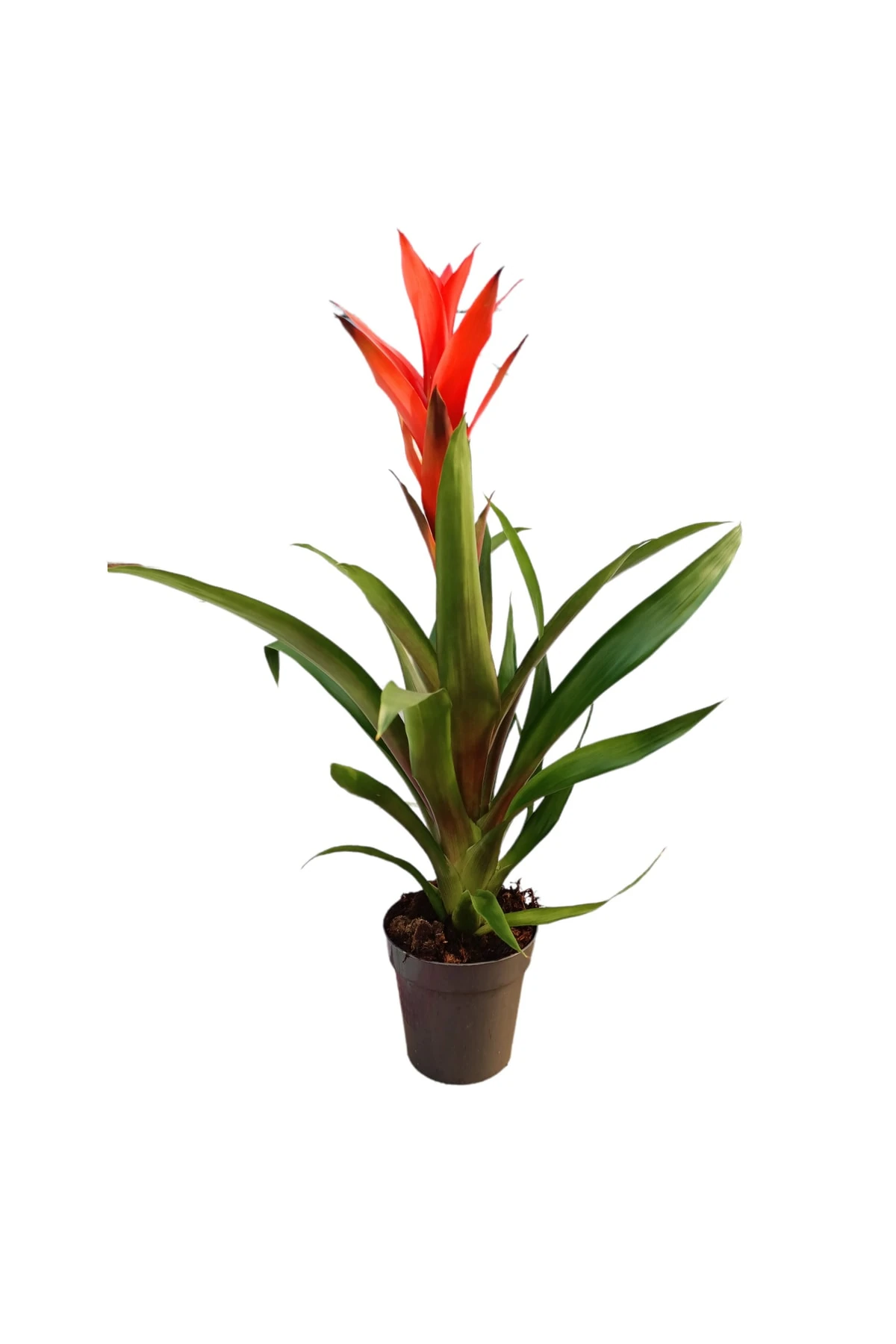 Guzmania Kırmızı (Guzmanya) 50-60 CM