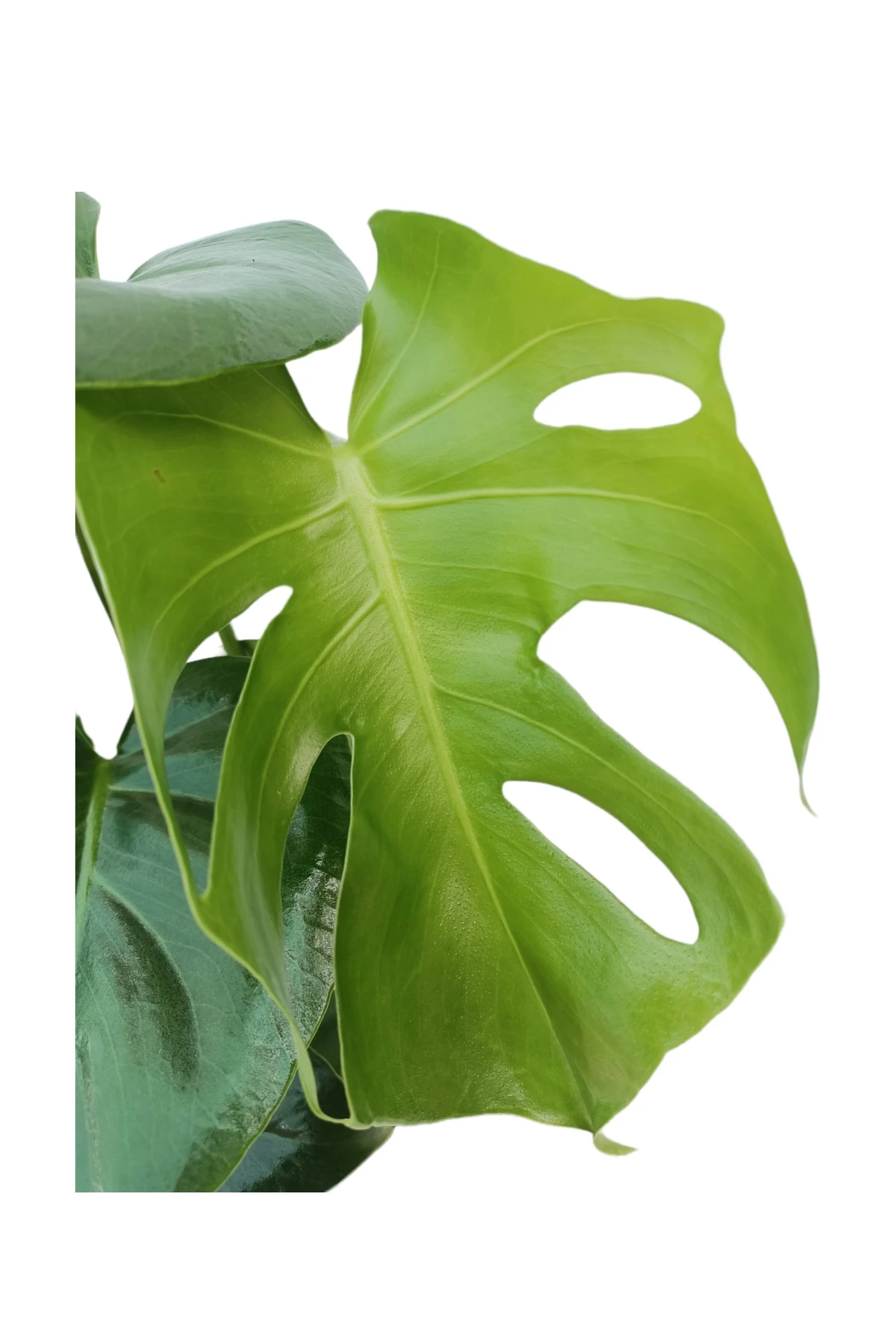Monstera Deliciosa (Deve Tabanı) 