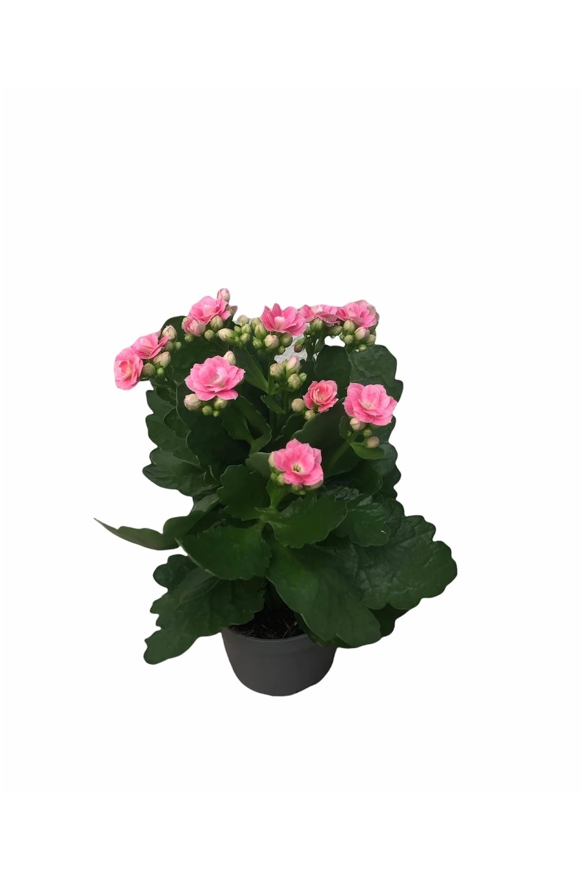 Kalanchoe Pembe (Kalanşo) 