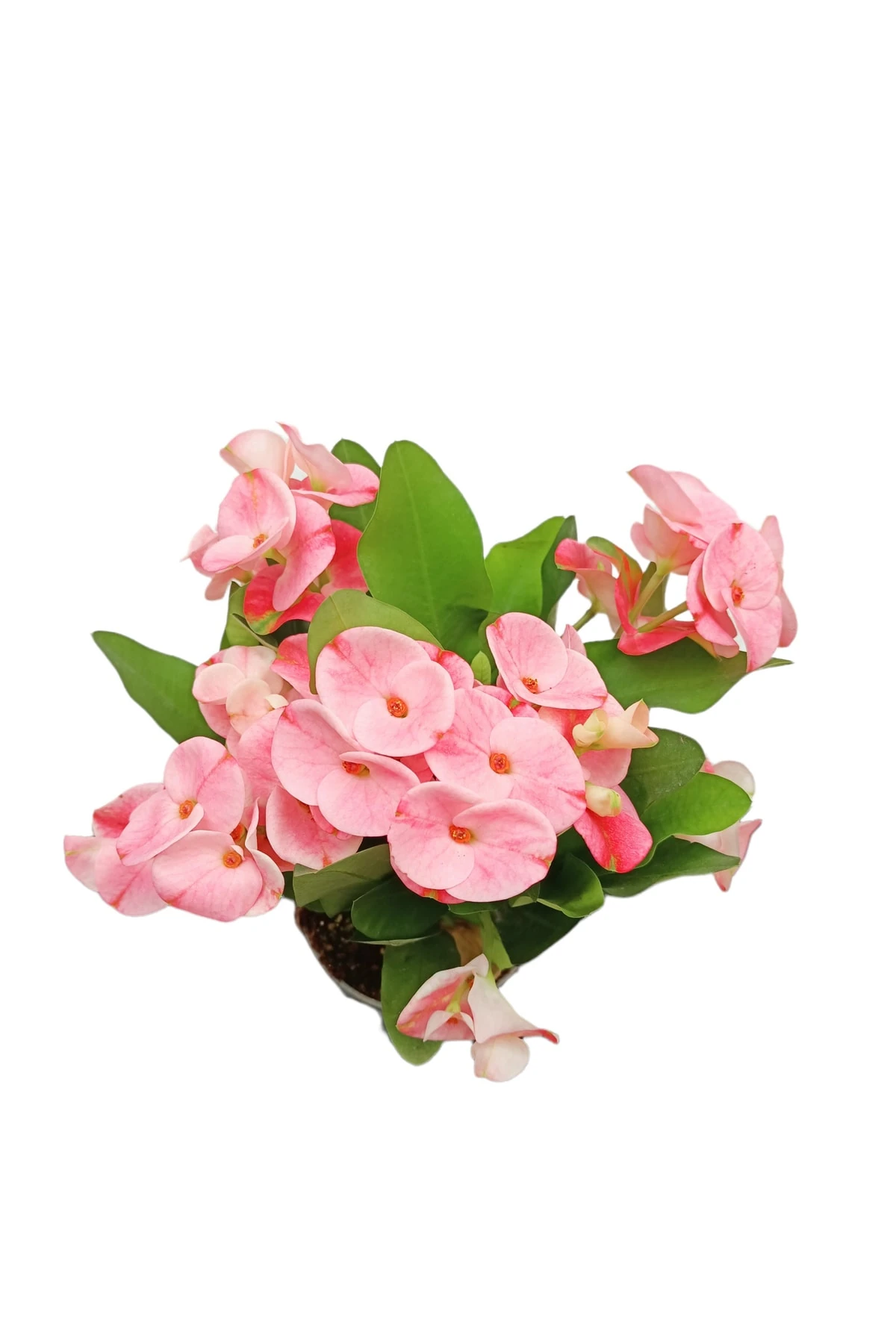 Euphorbia Milli (Dikenler Tacı)