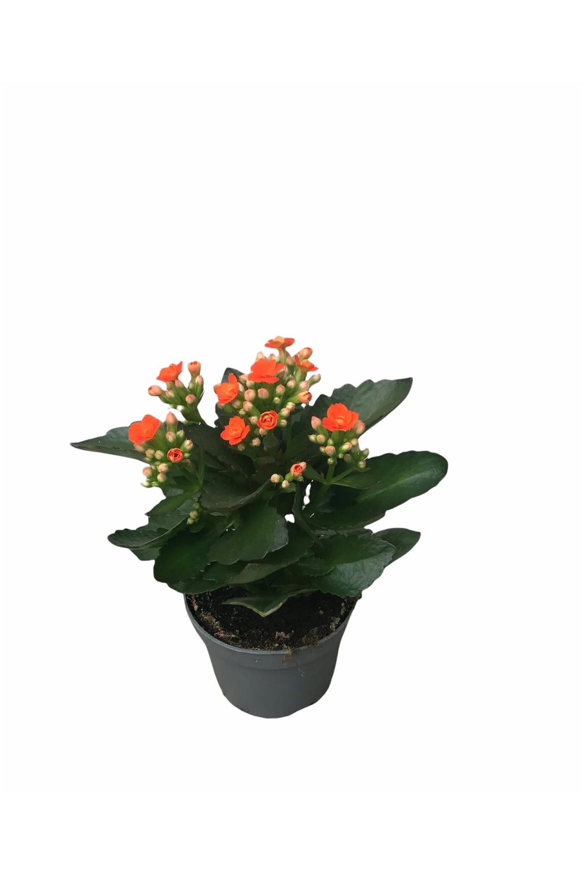 Kalanchoe Turuncu (Kalanşo) 