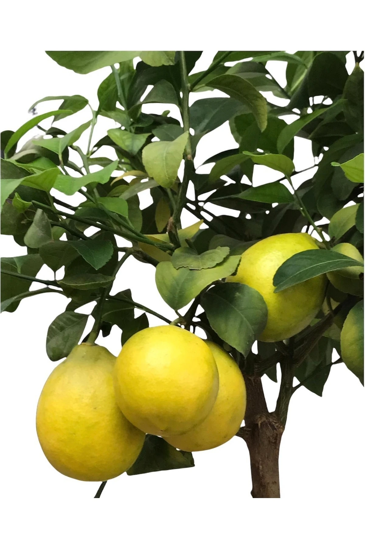 Limon Ağacı Saksılı Bodur Yediveren 3lt