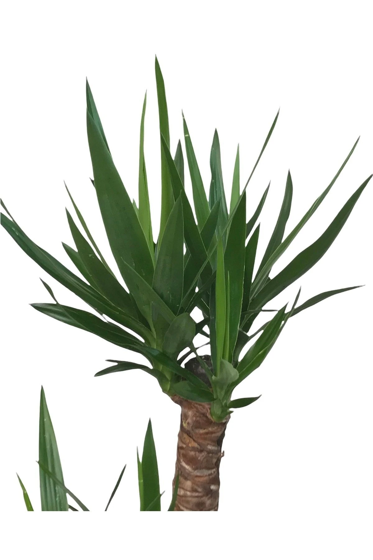 Yucca 2'li (Yuka-Avize Çiçeği) 