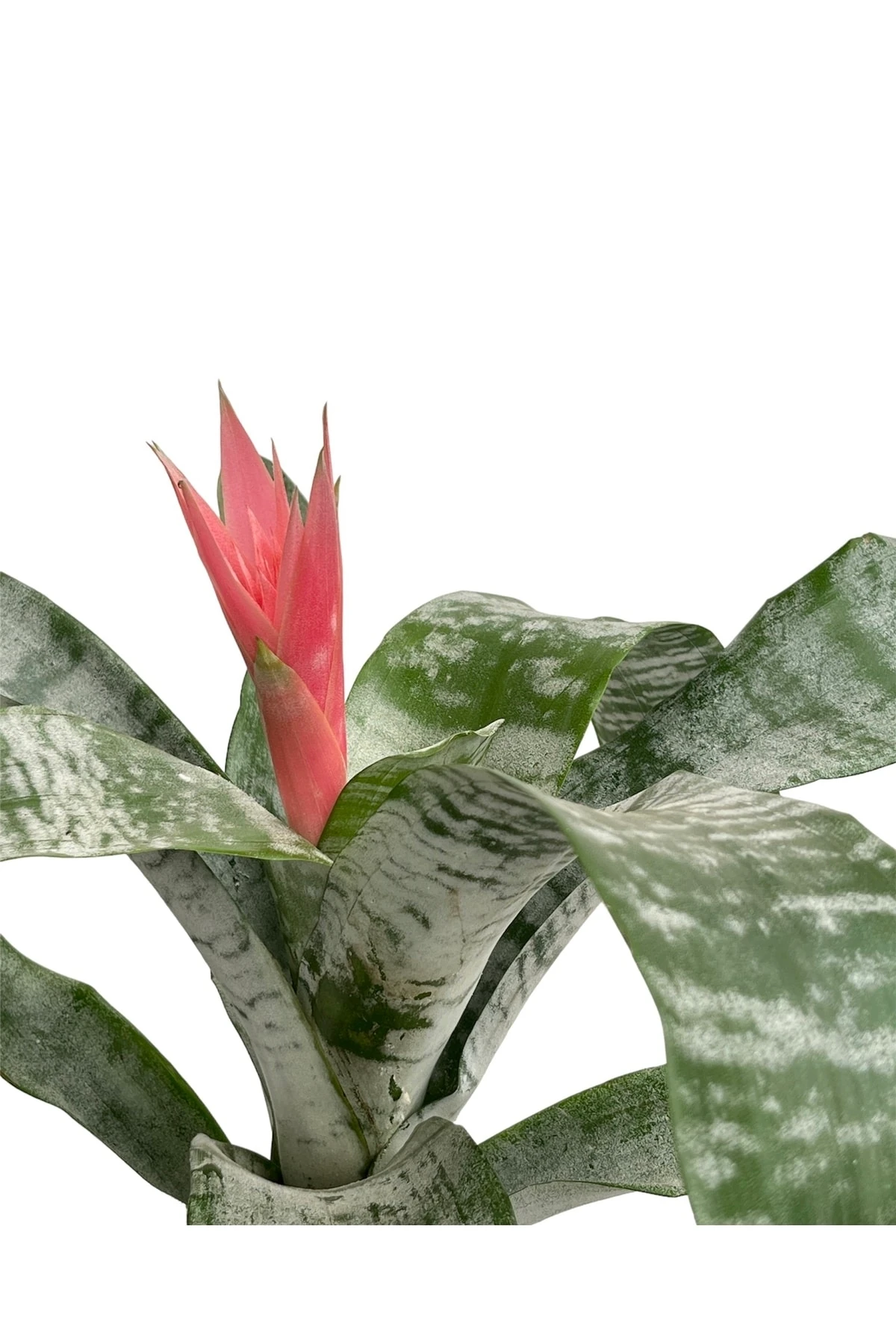 Aechmea Fasciata (Kupa Çiçeği-Eşmeya-Açmaya) 50-60 cm