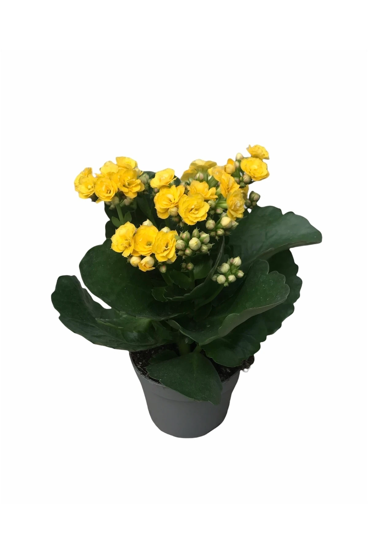 Kalanchoe Sarı (Kalanşo) 