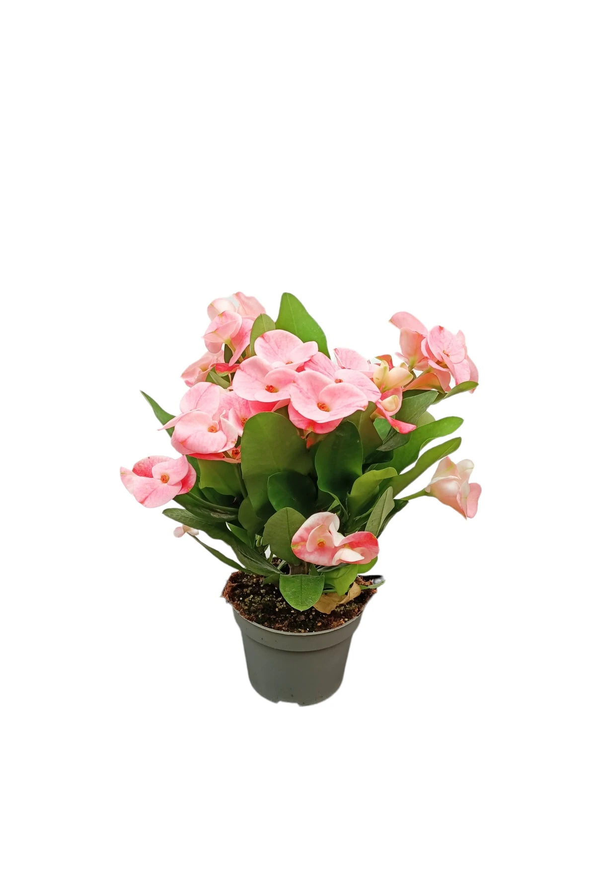 Euphorbia Milli (Dikenler Tacı)