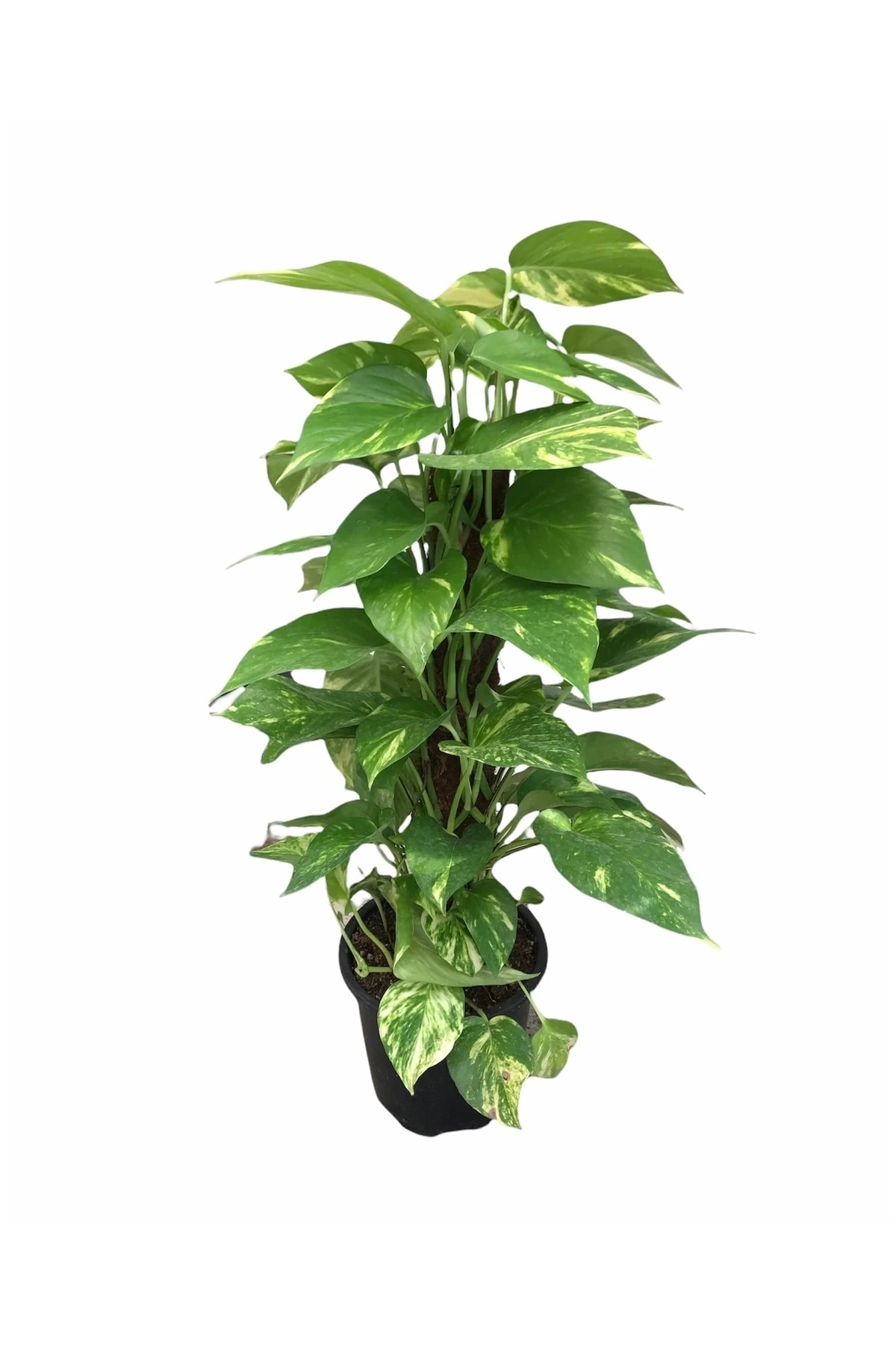 Patos Epipremnum (Salon Sarmaşığı) 60-70 Cm