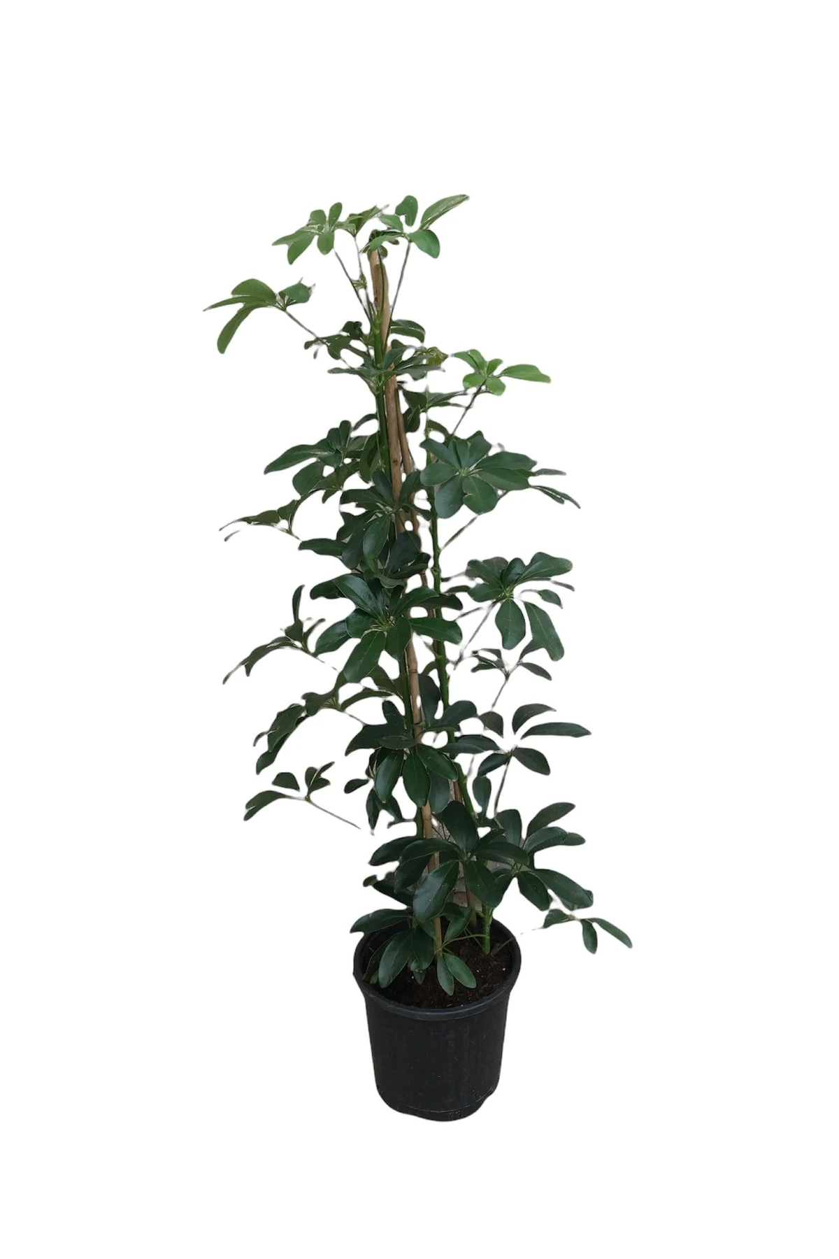 Schefflera 2'li (Şeflera) 100-120 Cm