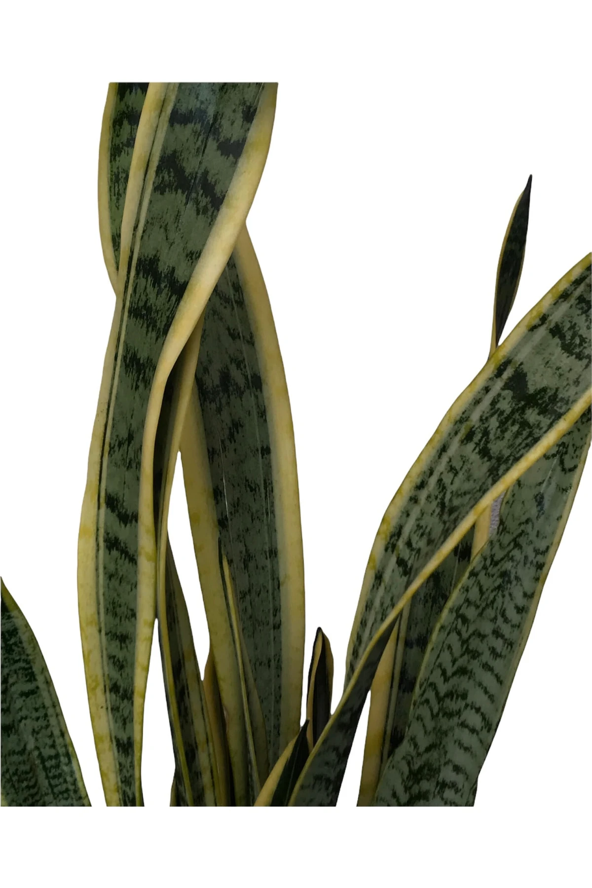Sansevieria Trifasciata (Peygamber-Paşa) Kılıcı 