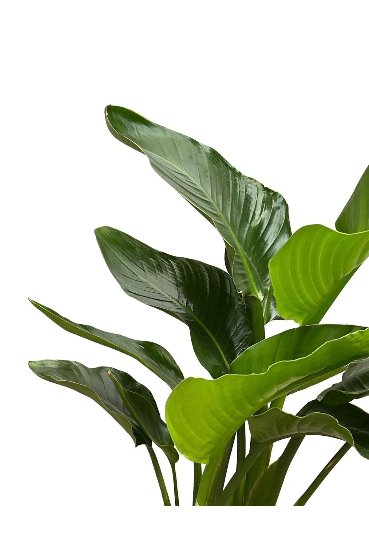 Starliçe Cennet Kuşu 3 Köklü 70-100 Cm