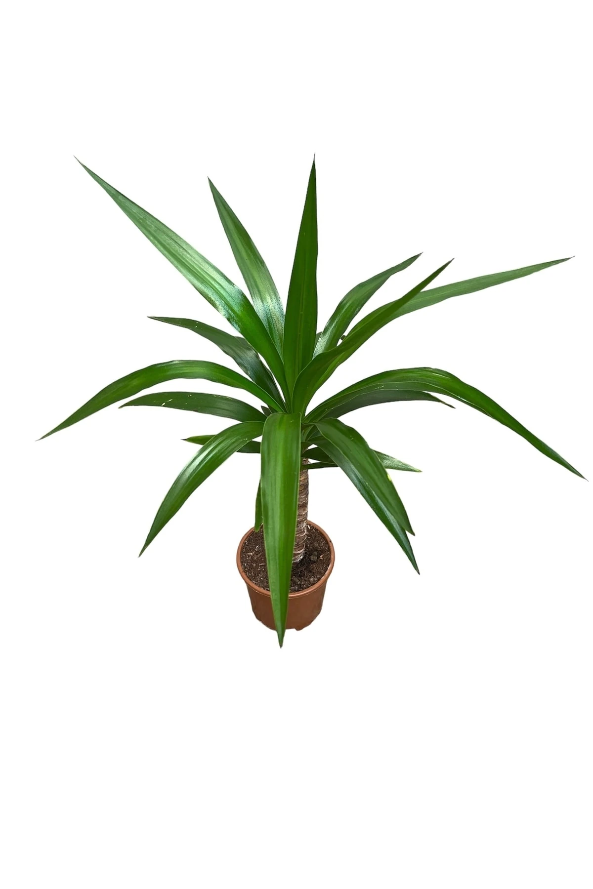 Yucca Tekli (Avize Çiçeği 40-60 Cm