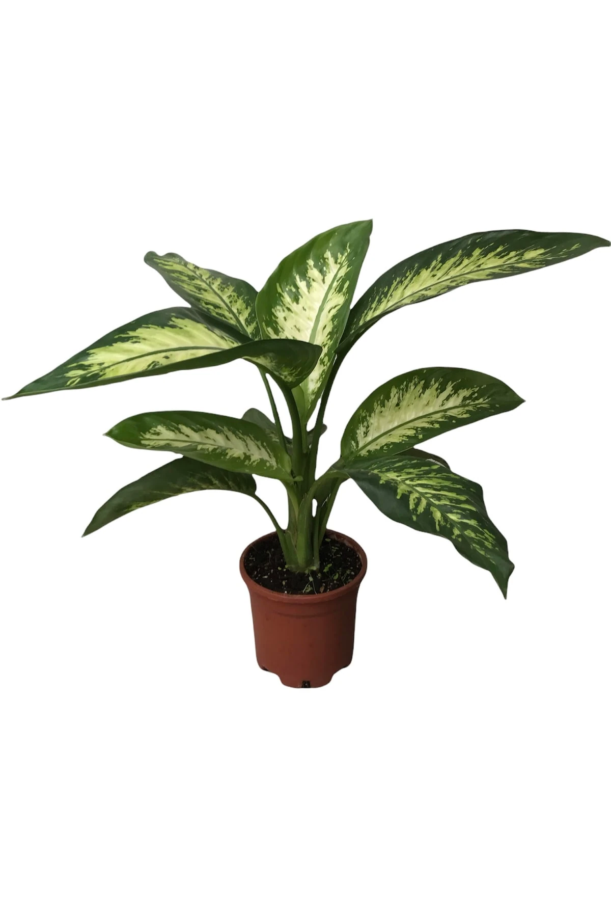 Difenbahya Tropik Snow (Difenbahya Tropik-Ağlayan Çiçek )30-50 cm