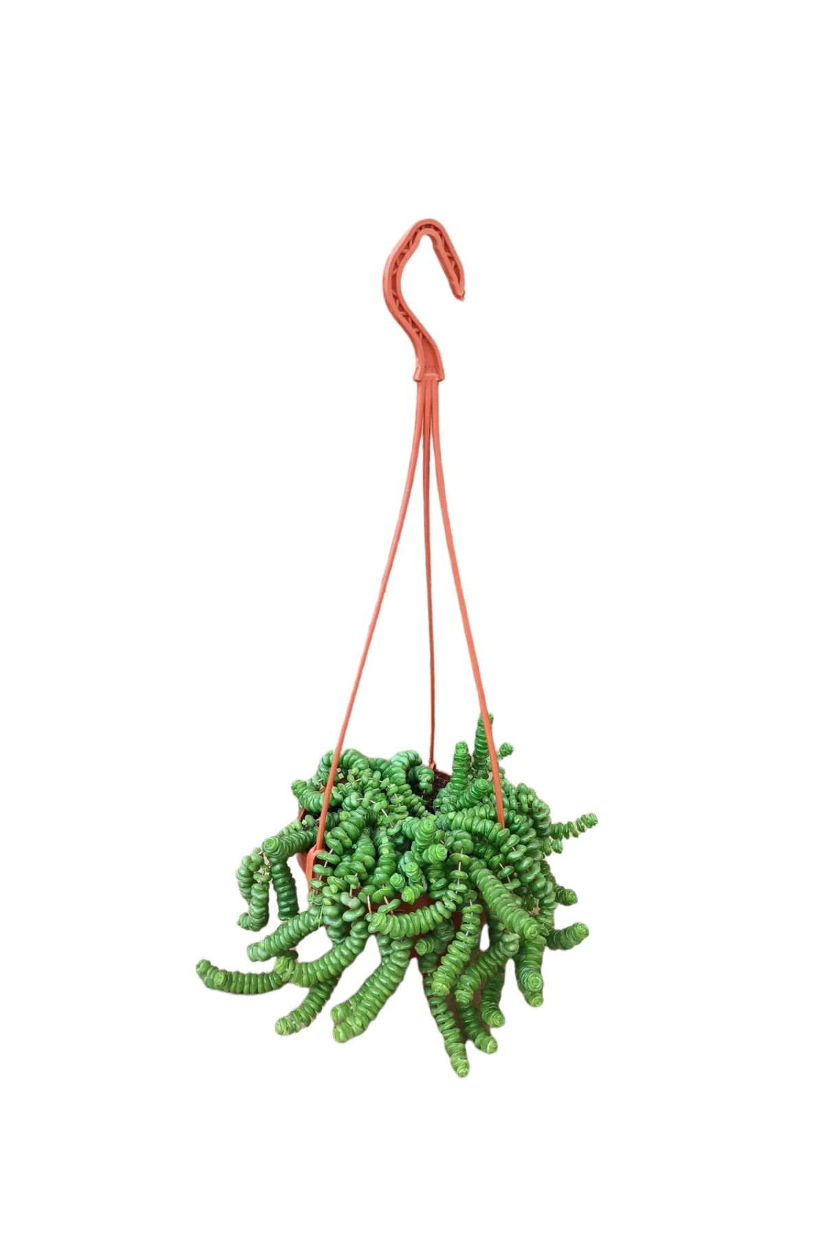 Kedi Merdiveni Sukulent Askılı (Crassula Marnieriana)