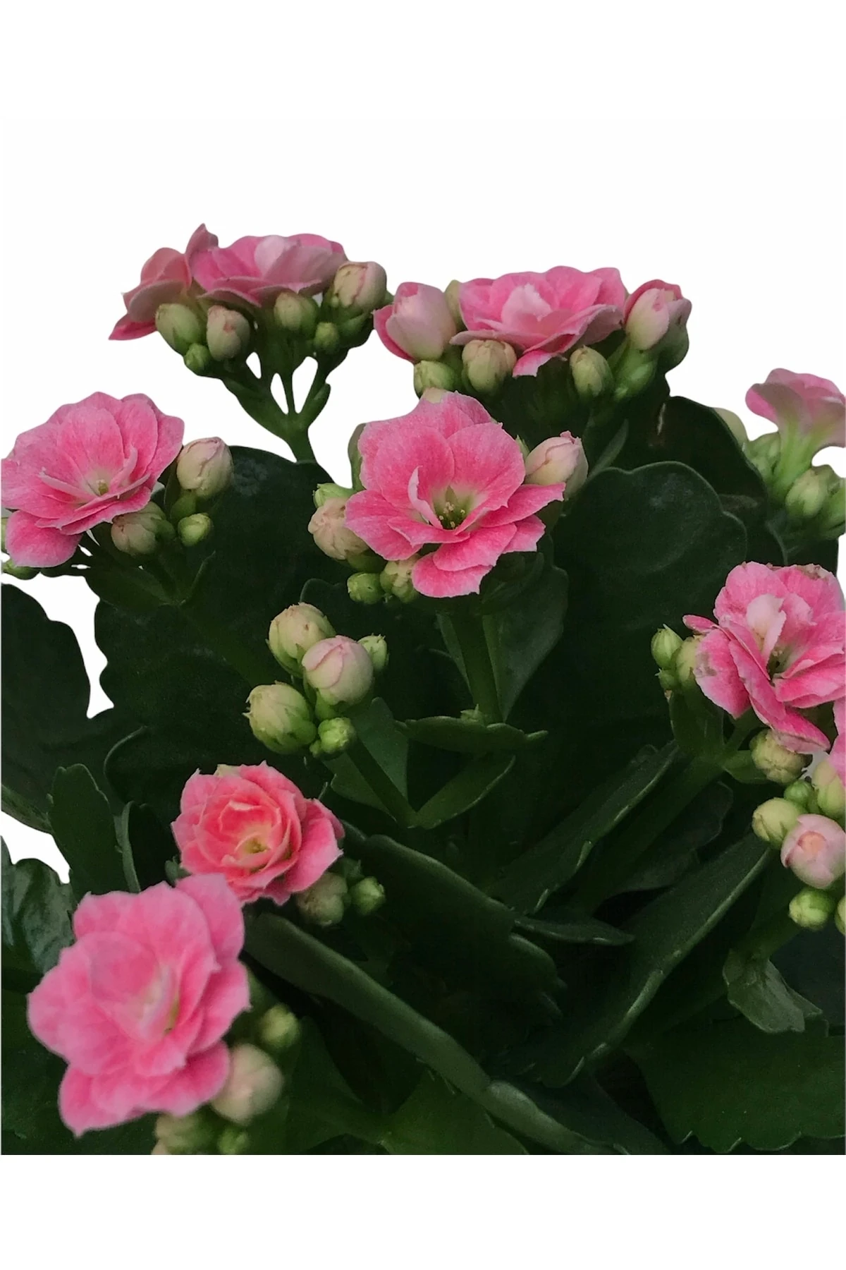 Kalanchoe Pembe (Kalanşo) 