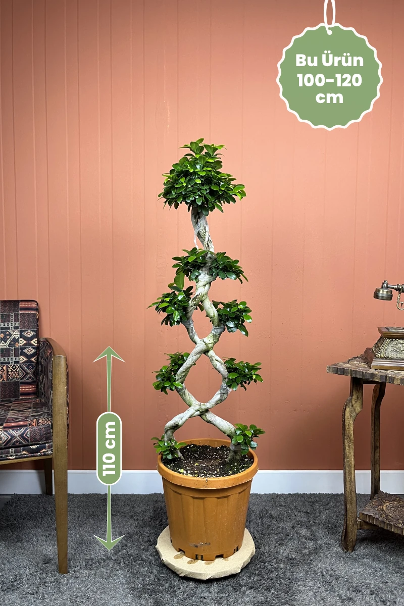 Örgülü Ficus microcarpa Ginseng ürünü