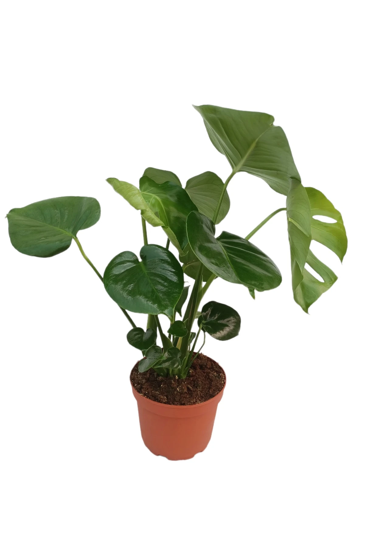 Monstera Deliciosa (Deve Tabanı) 