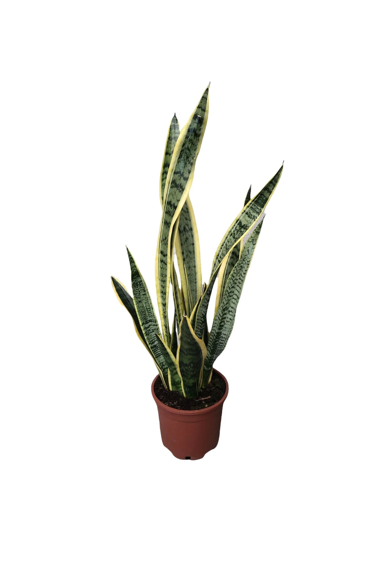 Sansevieria Trifasciata (Peygamber-Paşa) Kılıcı 
