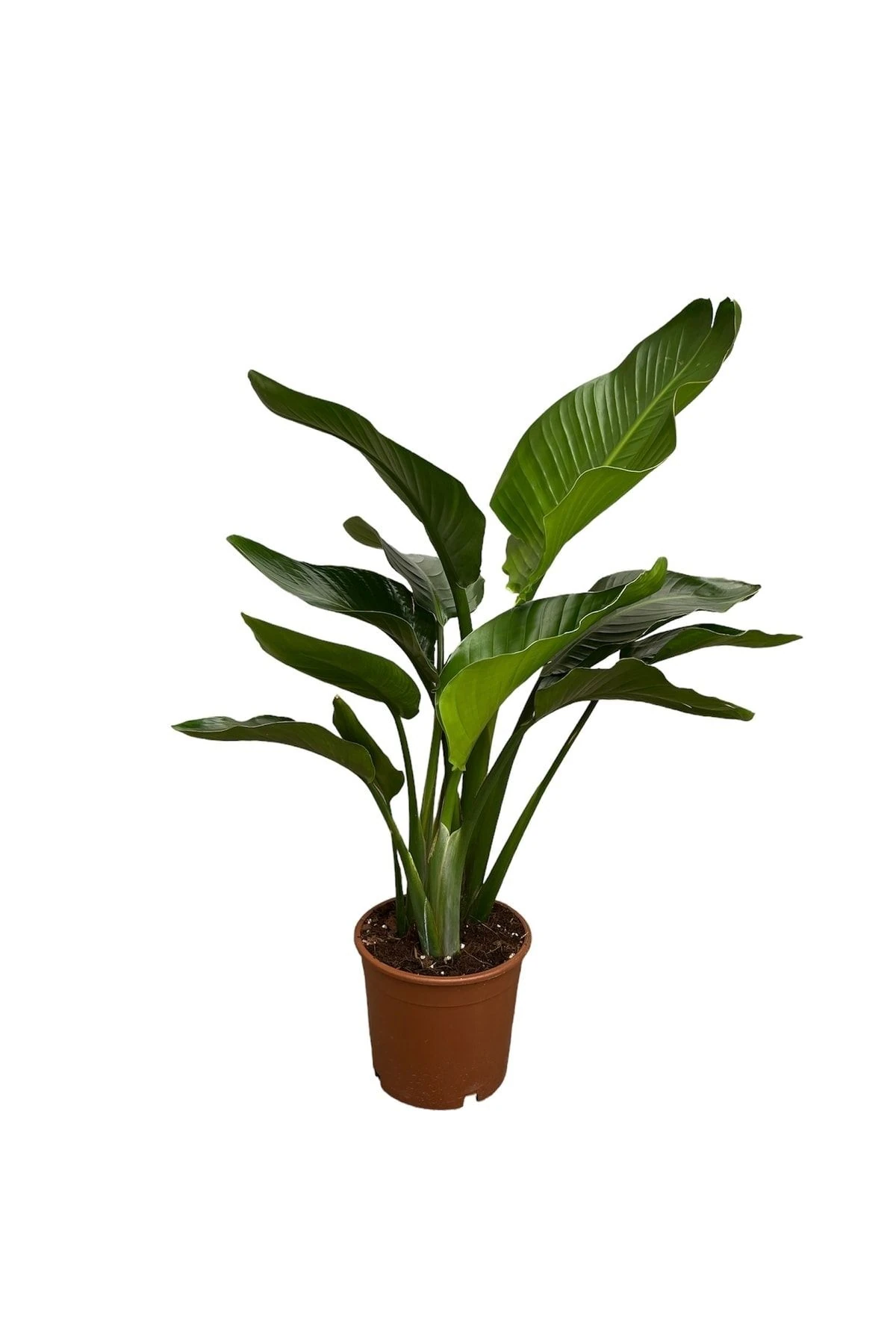 Starliçe Cennet Kuşu 3 Köklü 70-100 Cm