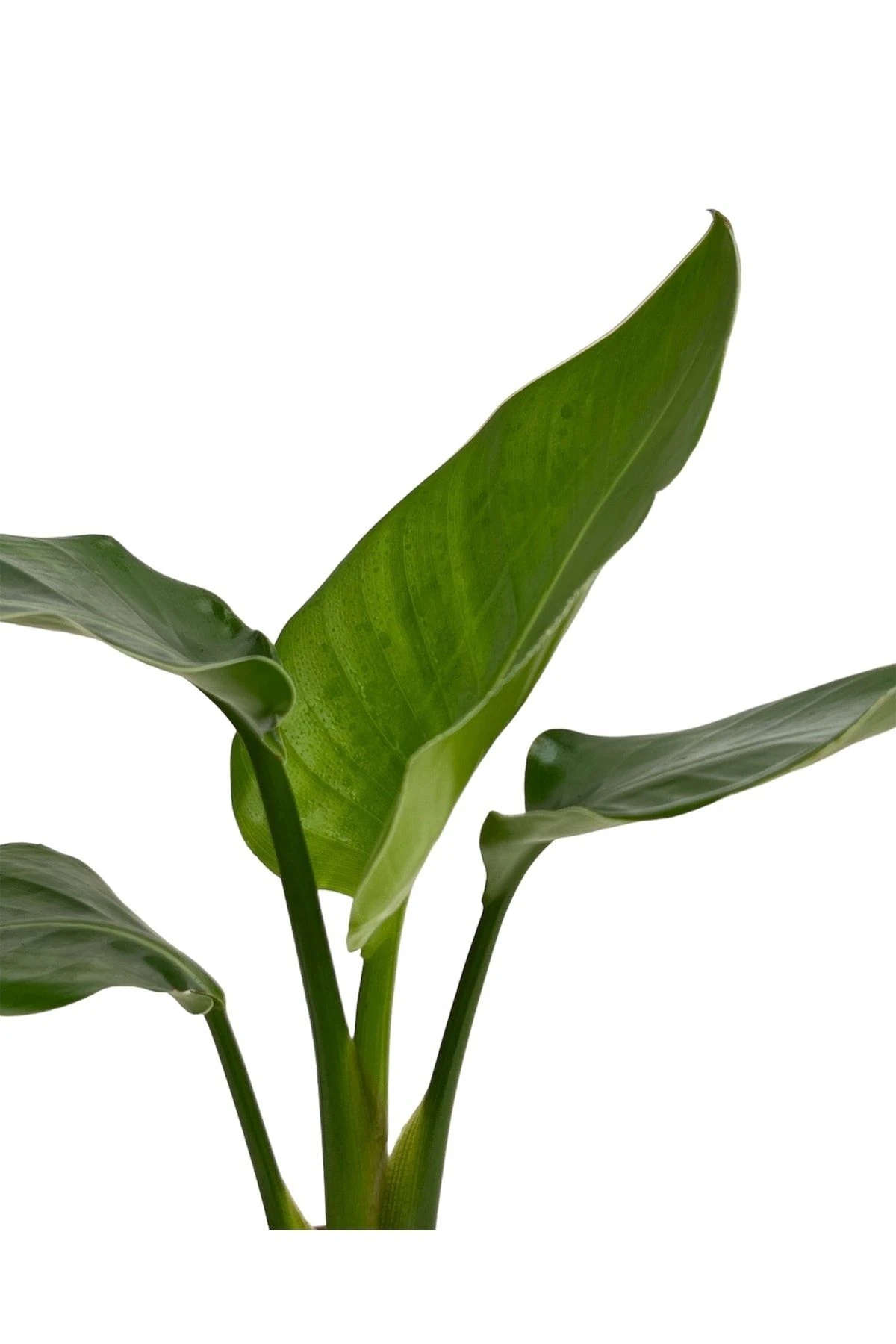 Starliçe Cennet Kuşu 30-50 Cm