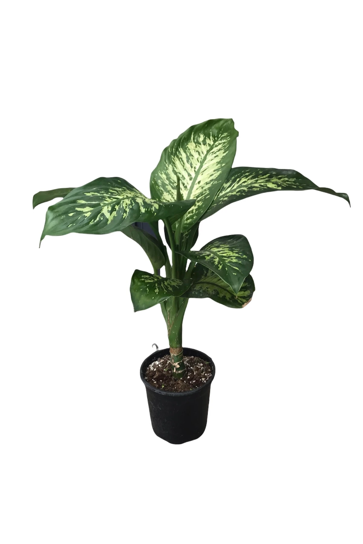 Difenbahya Tropik Snow (Difenbahya Tropik) 70-80 Cm