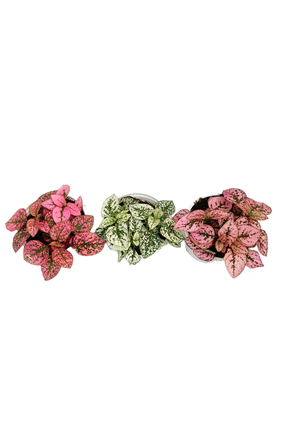 Hypoestes Phyllostachya 3 Adet - Karışık Renk