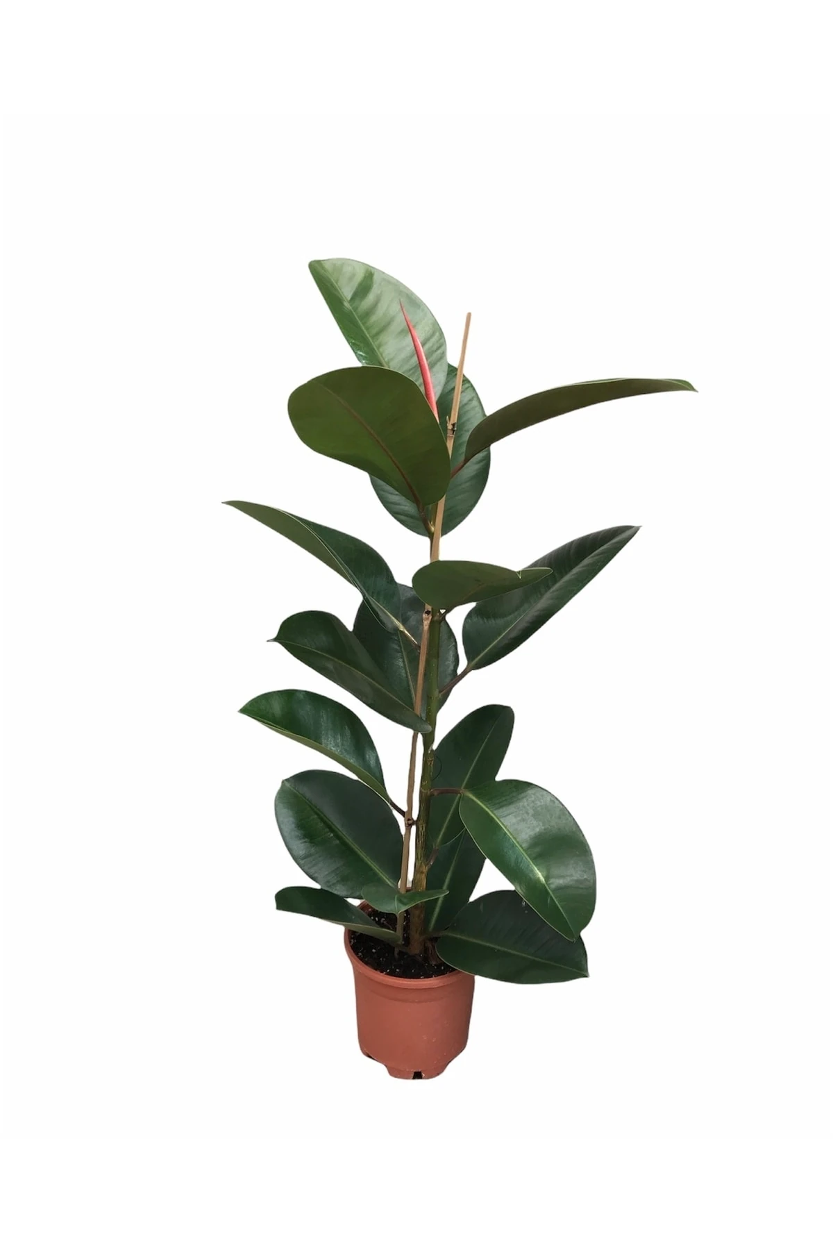 Ficus Robusta Kauçuk Tekli 70-80 Cm
