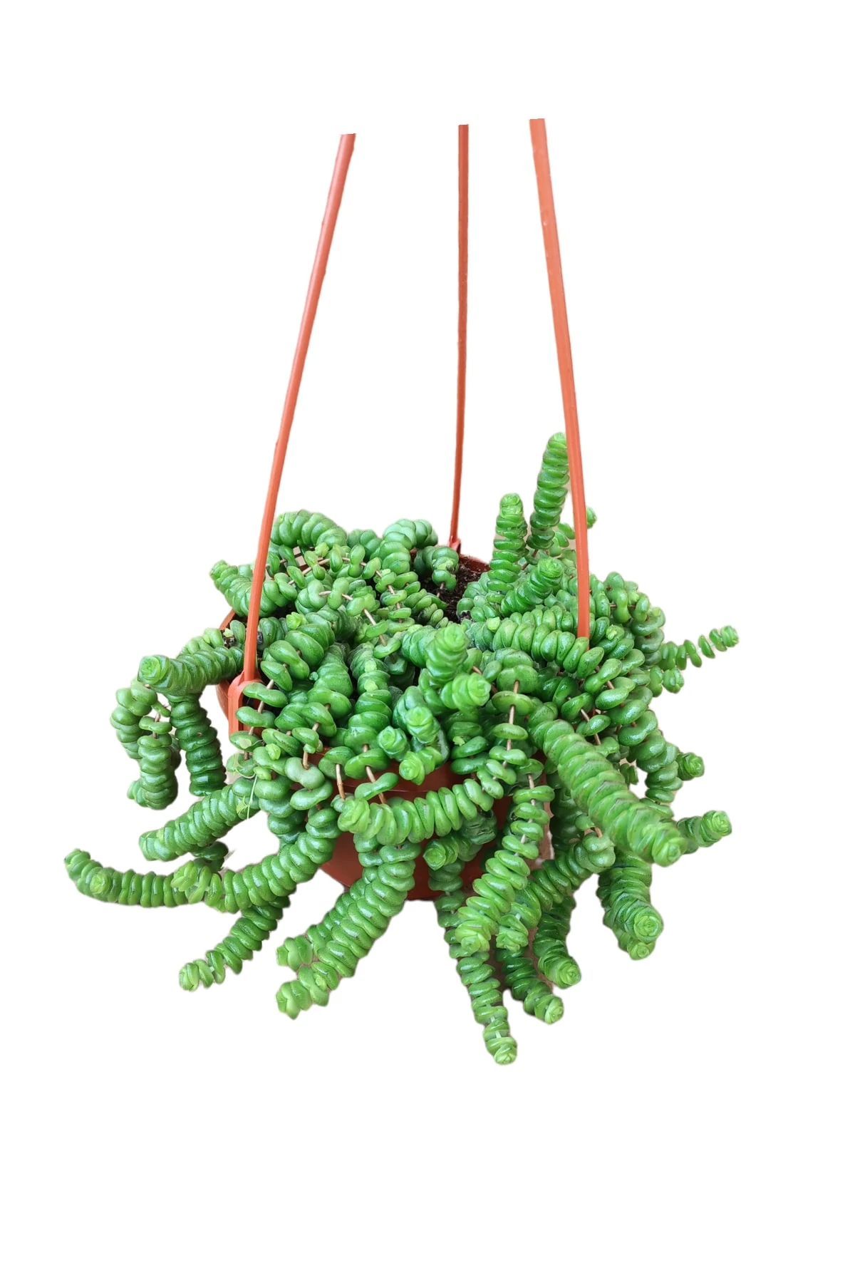 Kedi Merdiveni Sukulent Askılı (Crassula Marnieriana)