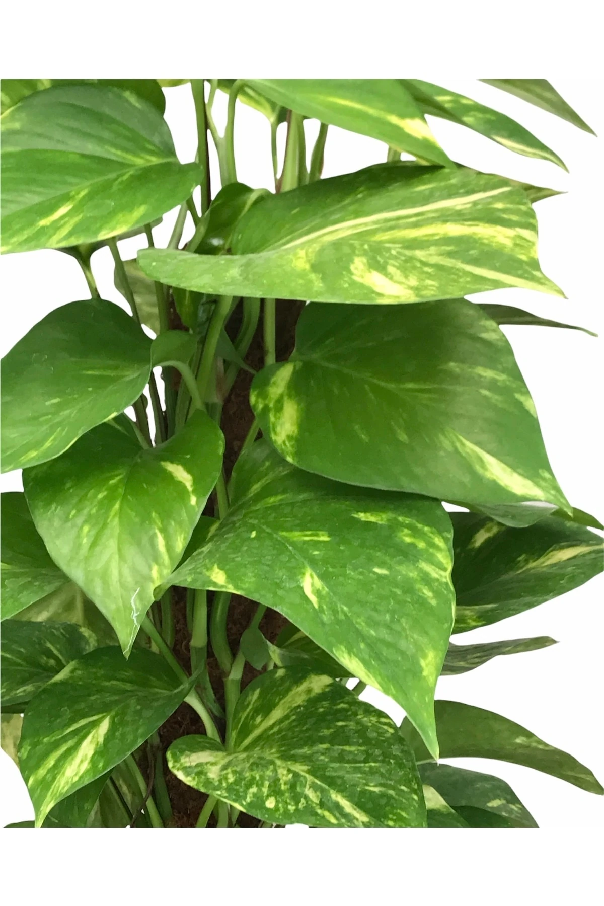 Patos Epipremnum (Salon Sarmaşığı) 60-70 Cm