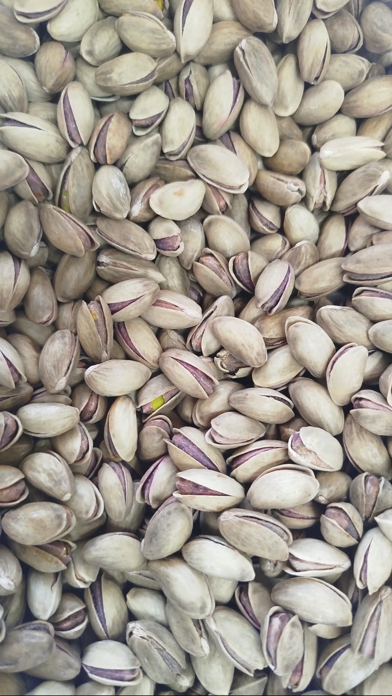 Antep fıstığı Duble Boy