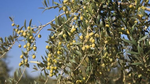 Arbequina (Bodur) Zeytin Fidanı